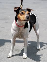 犬を家族に迎える前に